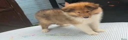 Rough Collie dogs for sale: Beautiful rough collie puppies  - Advert 2