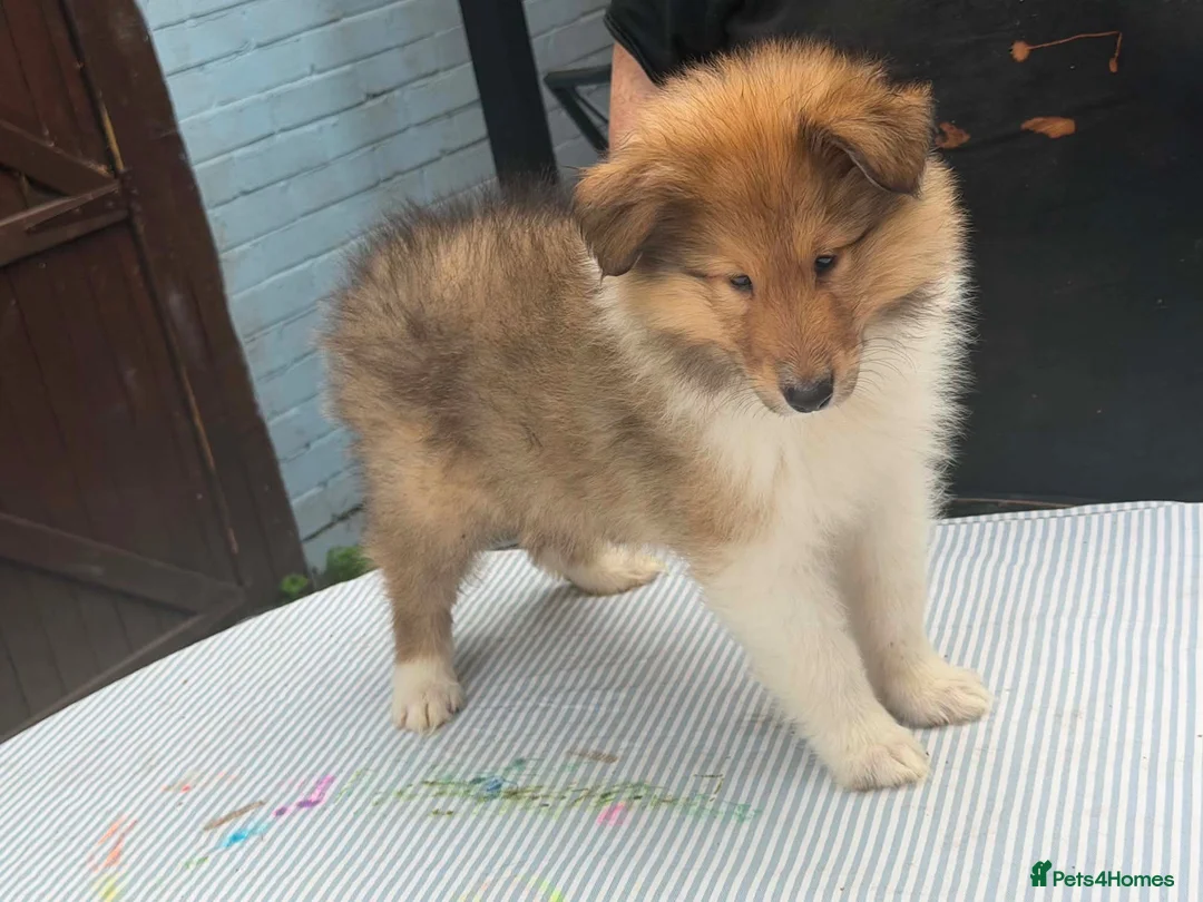 Rough Collie dogs for sale: Beautiful rough collie puppies  - Advert 2