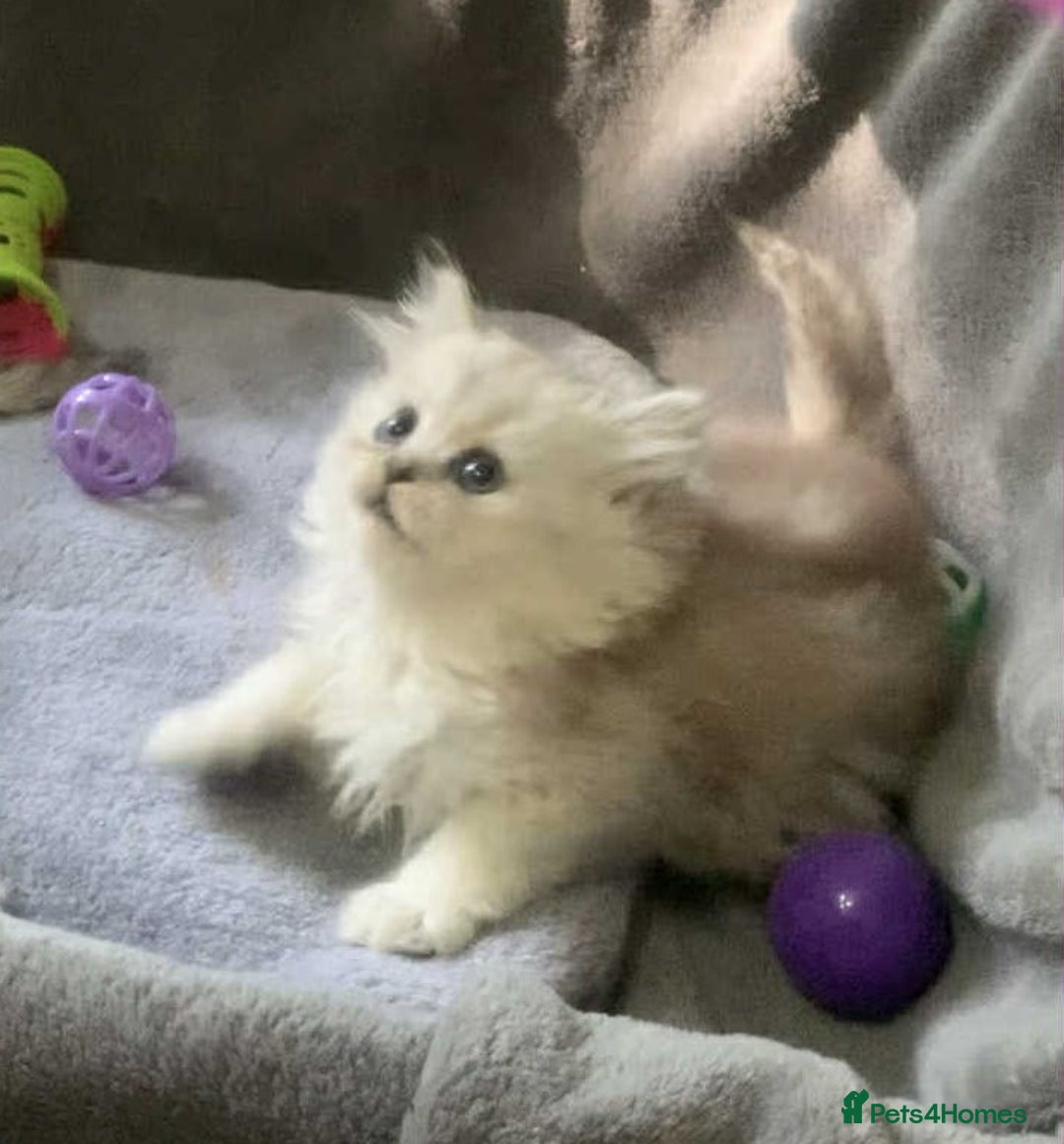 British Shorthair cats for sale: BSH quality Silvers - Image 7