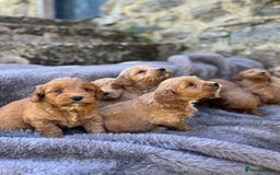 Cockapoo dogs for sale: ⭐️Ready Now, beautiful boys⭐️ Cockapoo puppies - Image 21