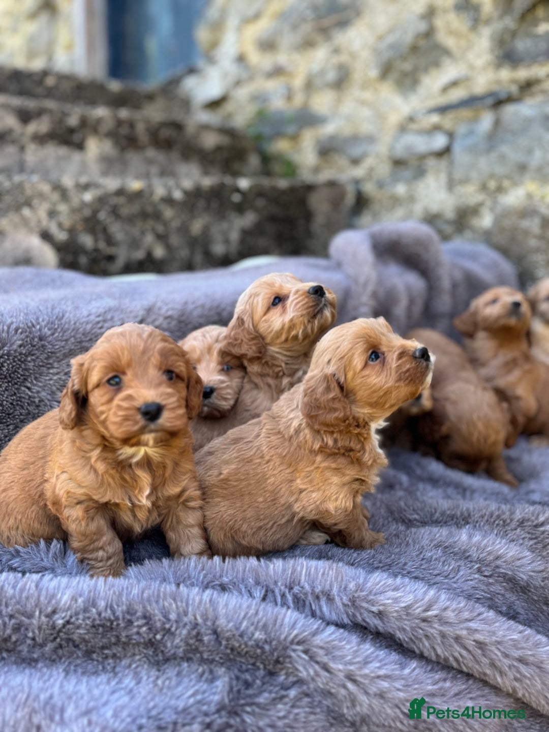Cockapoo dogs for sale: ⭐️Ready Now, beautiful boys⭐️ Cockapoo puppies - Image 21