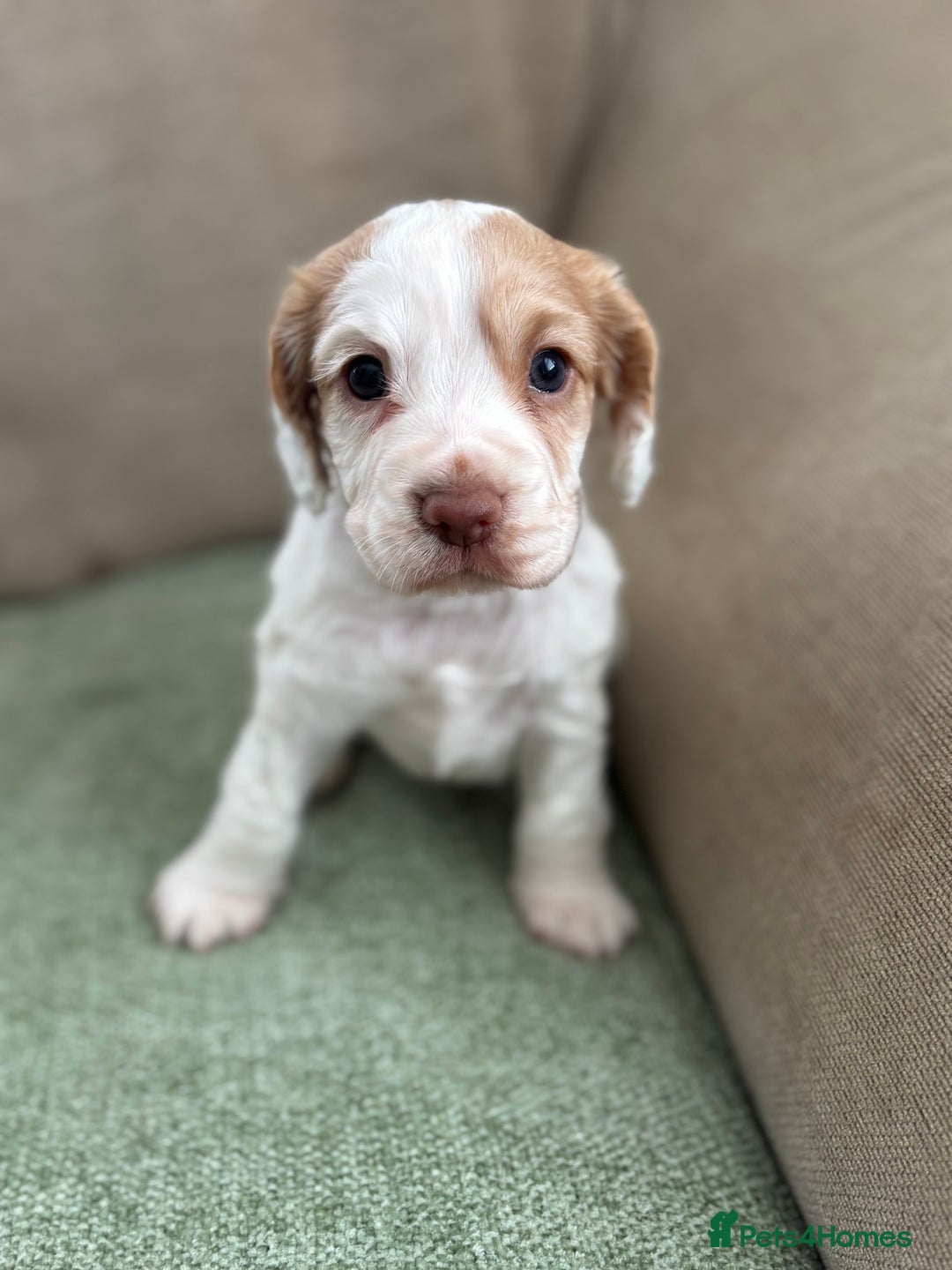 Cocker Spaniel dogs for sale: Working Cocker Spaniel pups for sale  - Image 1
