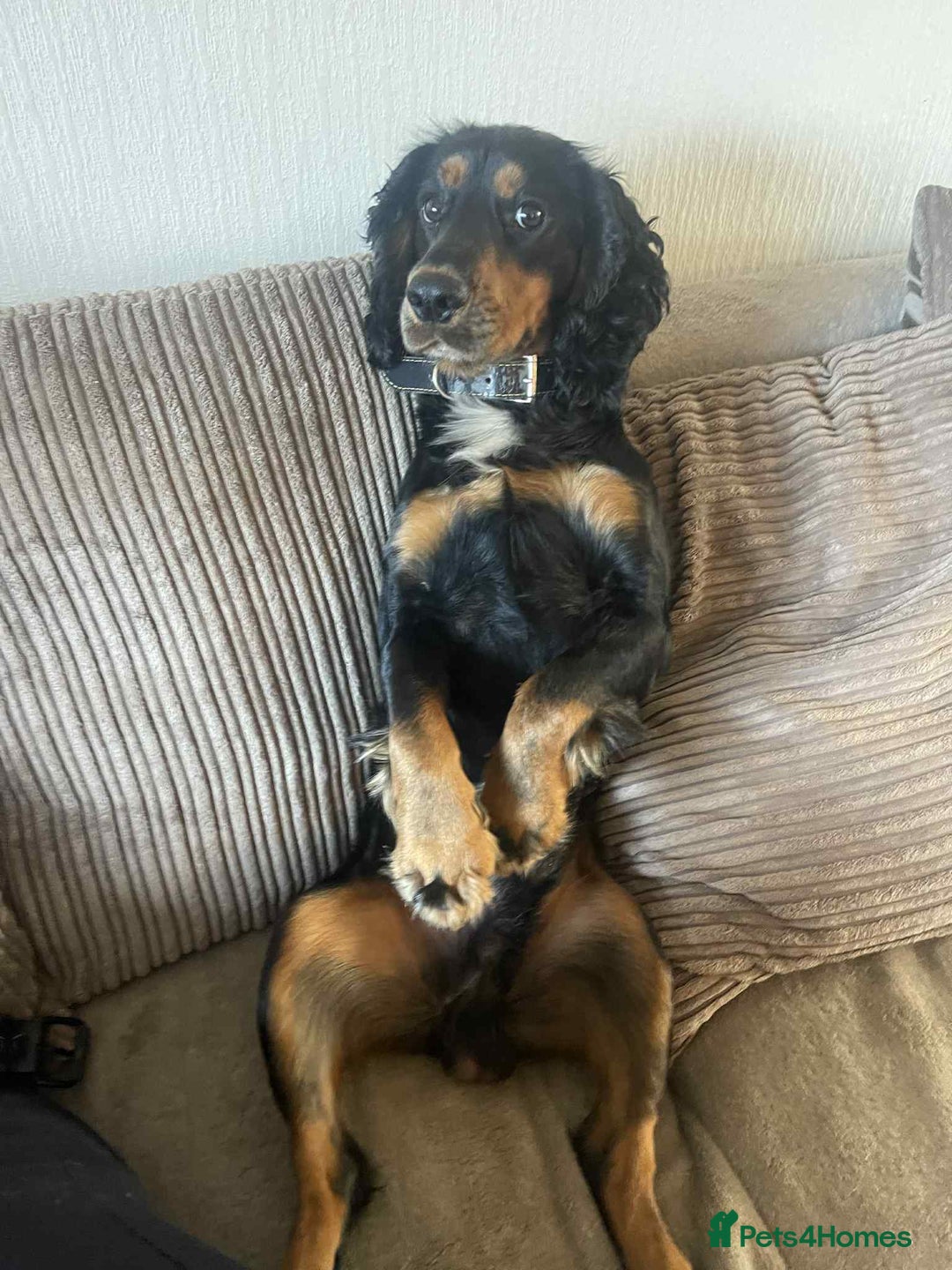 Cocker Spaniel dogs for stud: Macca - Advert 1