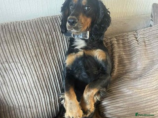 Cocker Spaniel dogs Macca - Advert 2