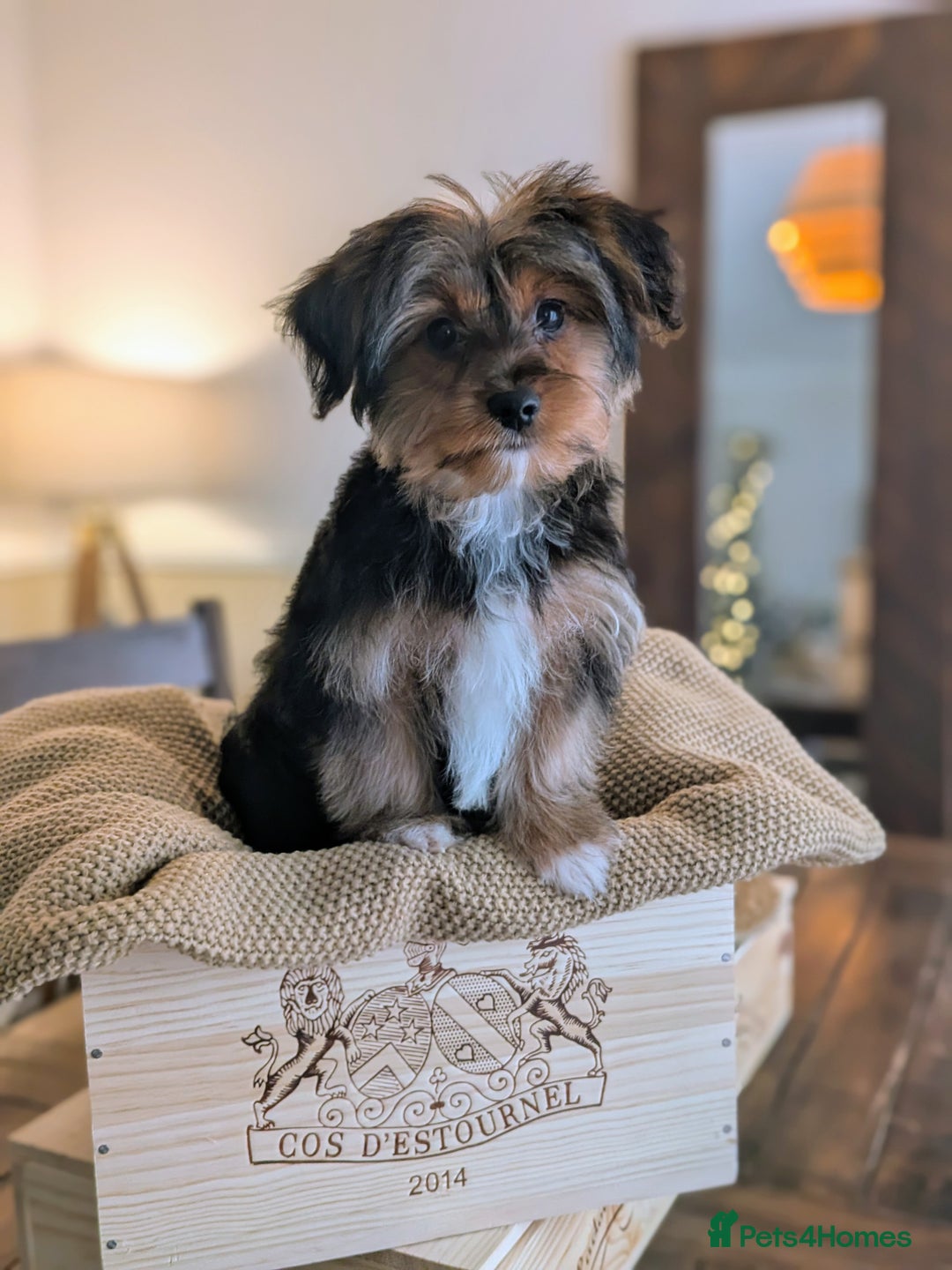 Yorkshire Terrier dogs for sale: 2 Biewer Yorkshire Terrier Boys – Ready Now! - Advert 12