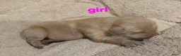 Golden Retriever dogs for sale: Golden retriever champion bloodline puppies. - Advert 35