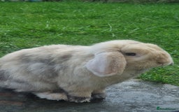 Mini Lop rabbits for sale: Male mini lop needs a new home 🏡  - Image 8