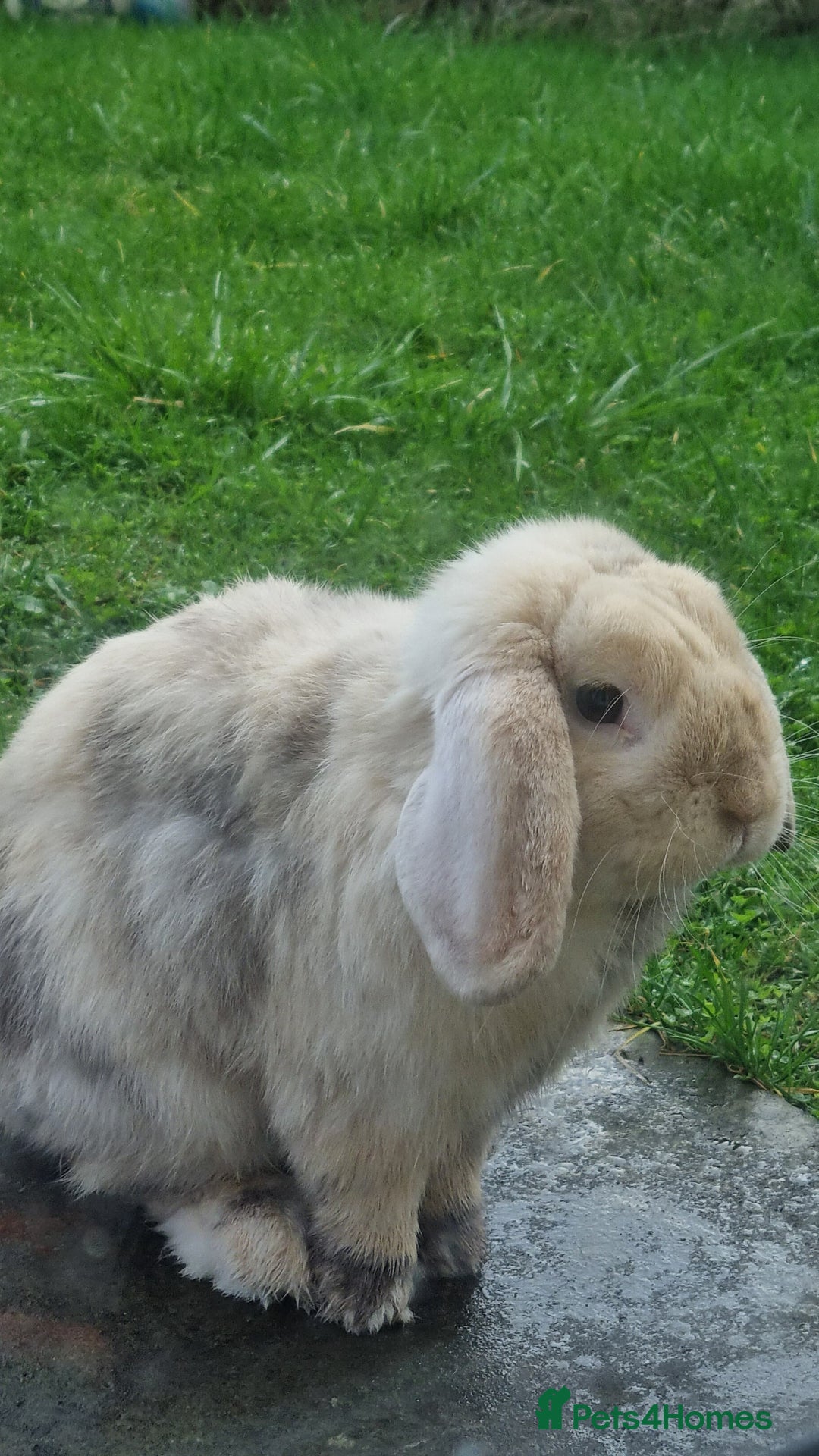 Mini Lop rabbits for sale: Male mini lop needs a new home 🏡  - Image 8