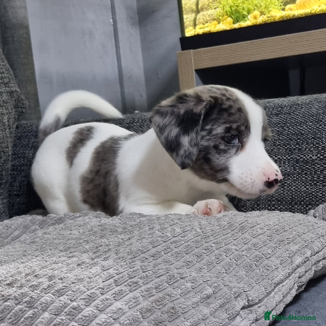 Jack Russell dogs for sale: Jack Russell Pups (ready 24th July) - Image 13