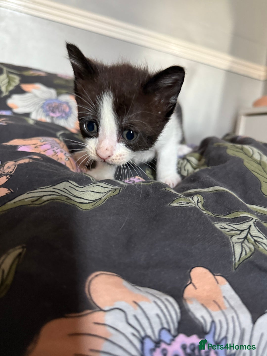 Domestic Shorthair cats for sale: 2x female domestic shorthair kittens - Image 7