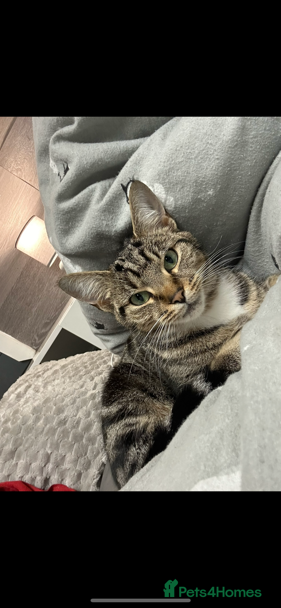 American Shorthair cats for sale: Female kitten - Image 2