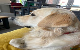 Golden Retriever dogs for stud: Milo - Golden Retriever for stud in Horsham - Image 3