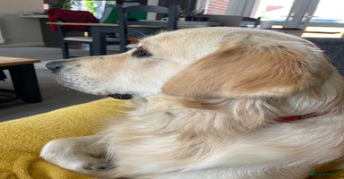 Golden Retriever dogs in Horsham - Advert 4