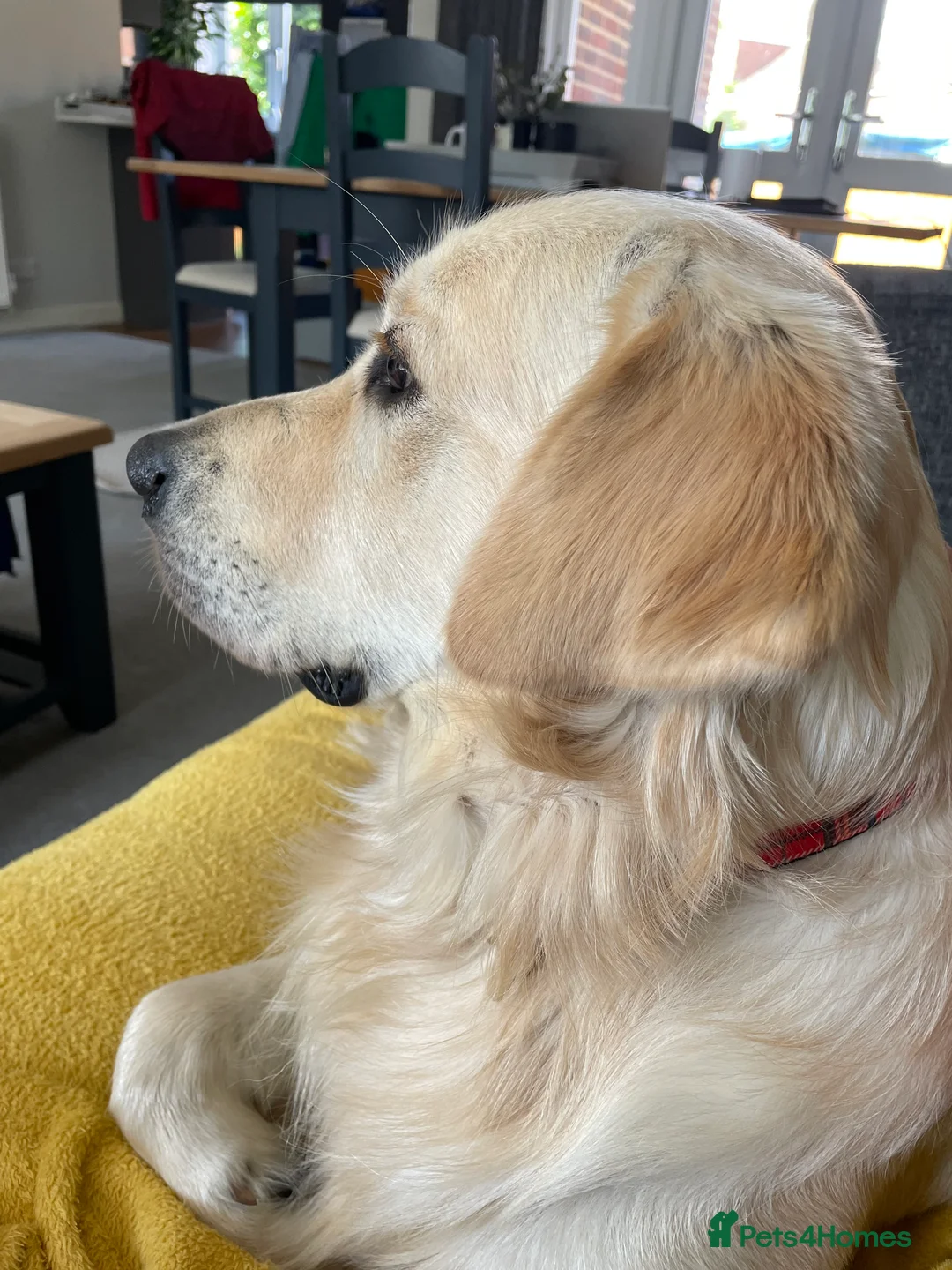 Golden Retriever dogs for stud: Milo - Golden Retriever for stud in Horsham - Advert 3