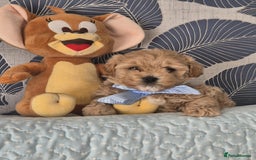 Maltipoo dogs for sale: Small Maltipoo boys ❤️❤️❤️ READY NOW 🫶 - Image 26