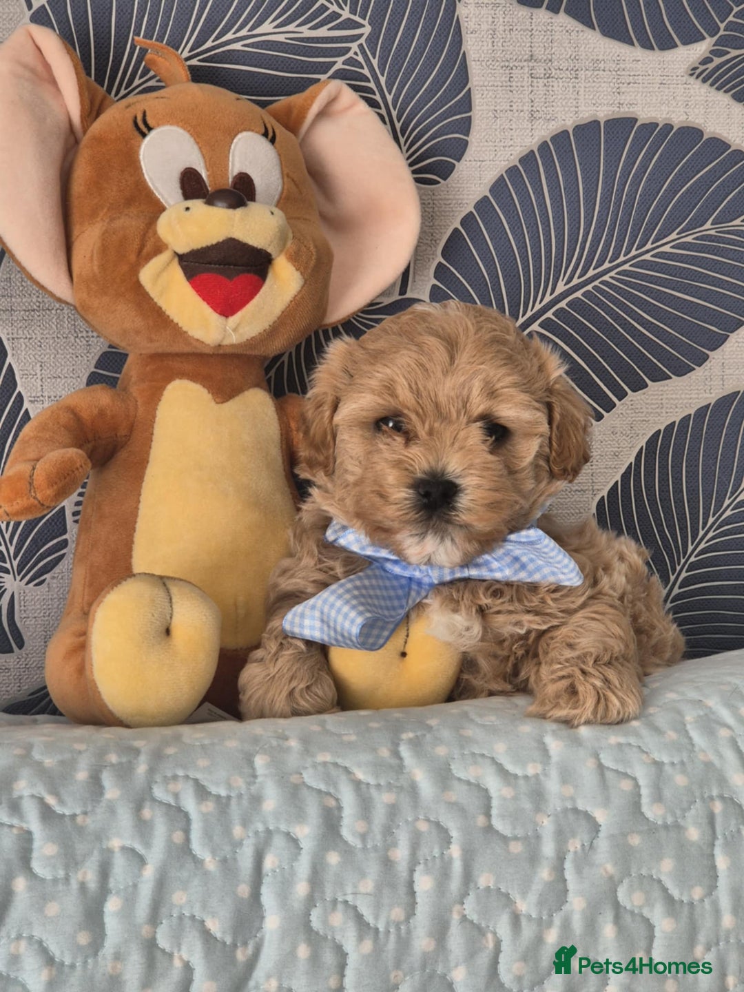 Maltipoo dogs for sale: Small Maltipoo boys ❤️❤️❤️ READY NOW 🫶 - Image 26