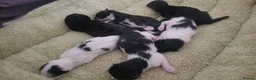 Mixed Breed cats for sale: Mix breed kittens - 2x male 3x female - Advert 12
