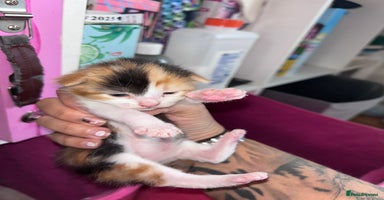 Mixed Breed cats - Advert 8