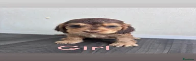Cocker Spaniel 7