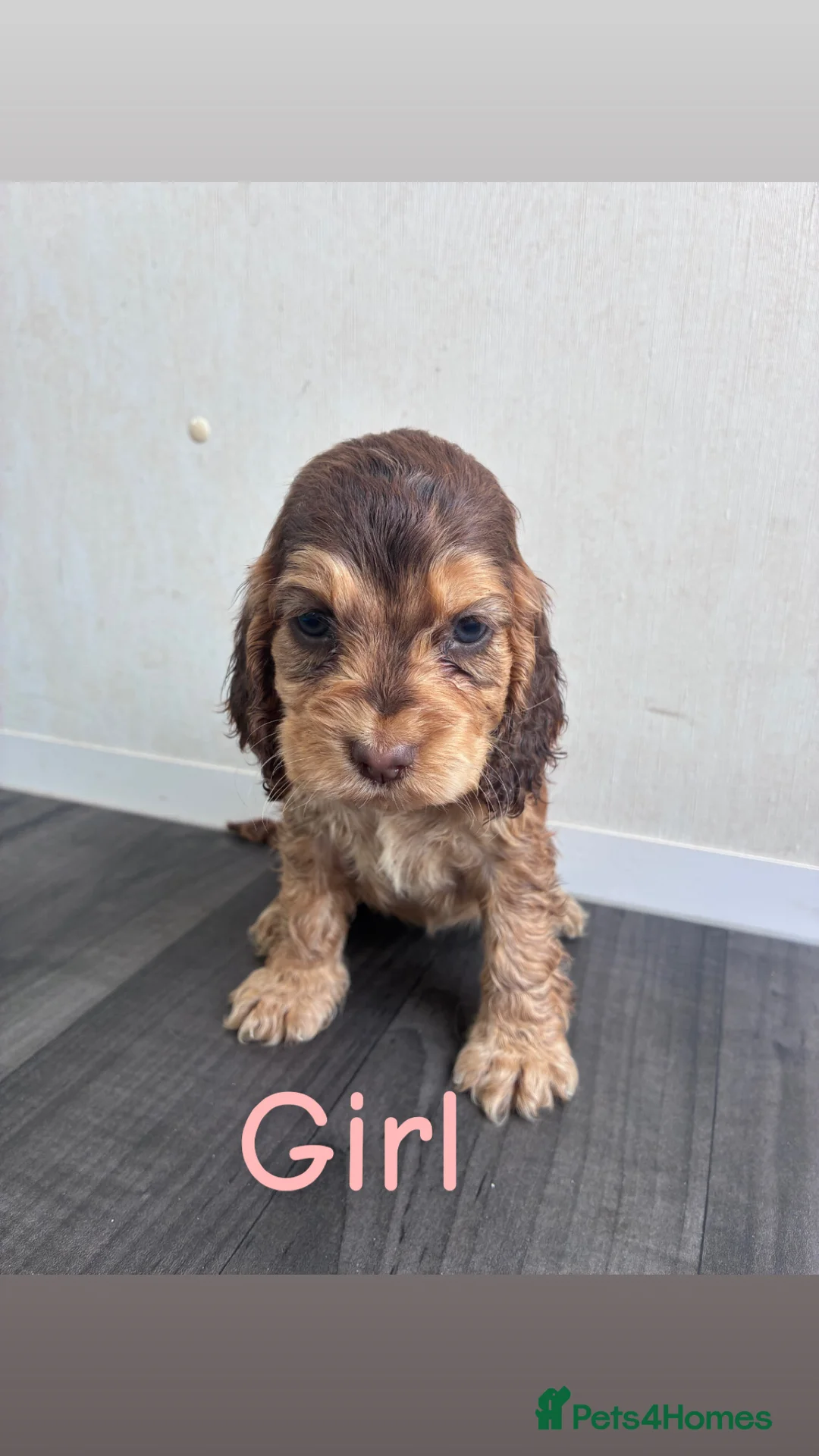 Cocker Spaniel dogs for sale: 🐾 Beautiful Show Cocker Spaniel Puppies 🐶  - Advert 2