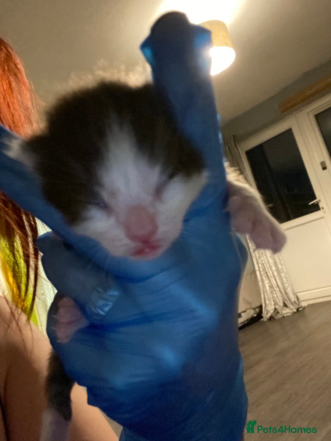 Mixed Breed cats for sale: Kittens for sale, 3 males 1 female  - Advert 6