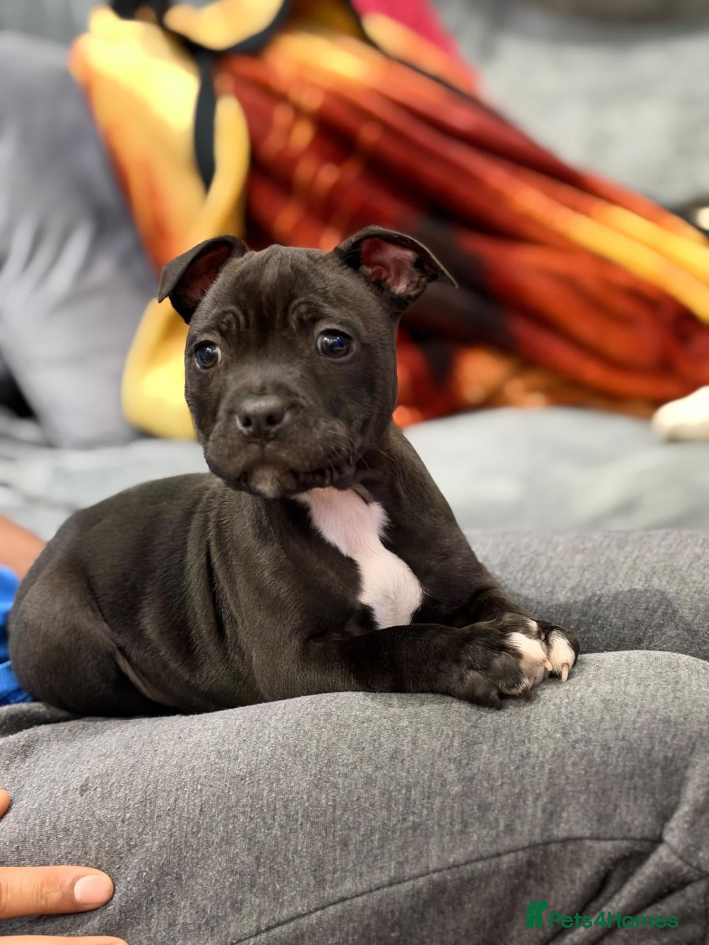 Staffordshire Bull Terrier dogs Outstanding champion kc reg staff puppies  - Advert 1
