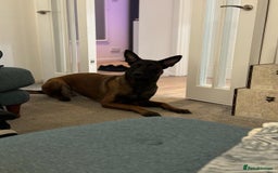 Belgian Shepherd Dog dogs for sale: Belgian Malinois x Dutch - Female 4 Yrs - Image 21