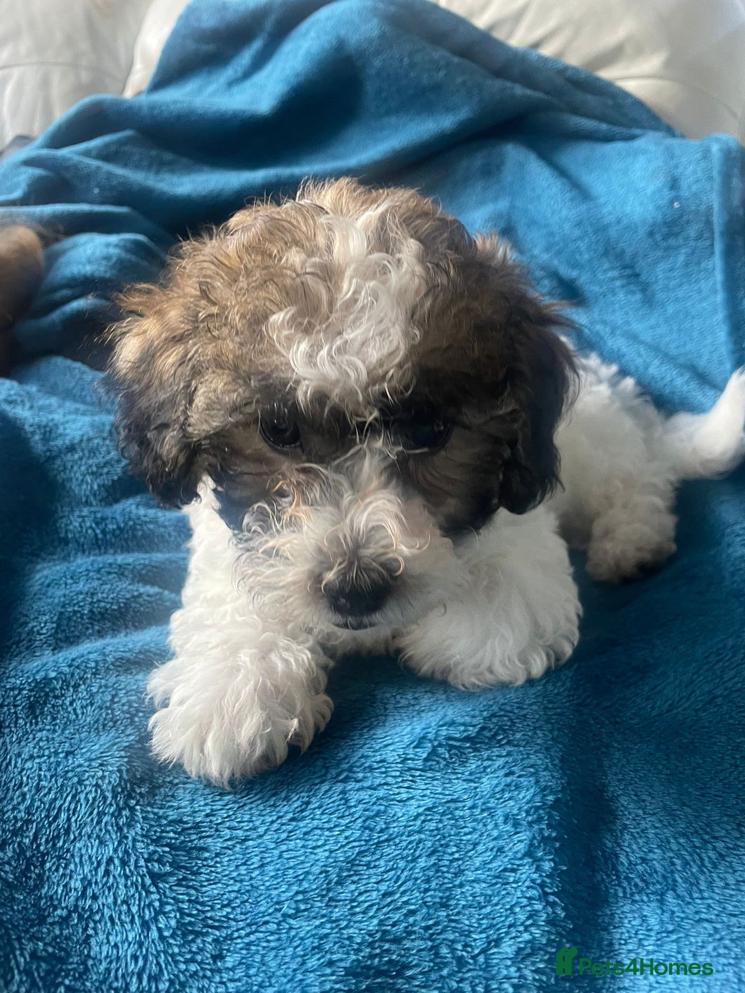 Maltipoo dogs for sale: Maltipoo 1 sable boy left - Image 3