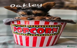 Yorkshire Terrier dogs for sale: miniature toy yorkie pups - Image 1