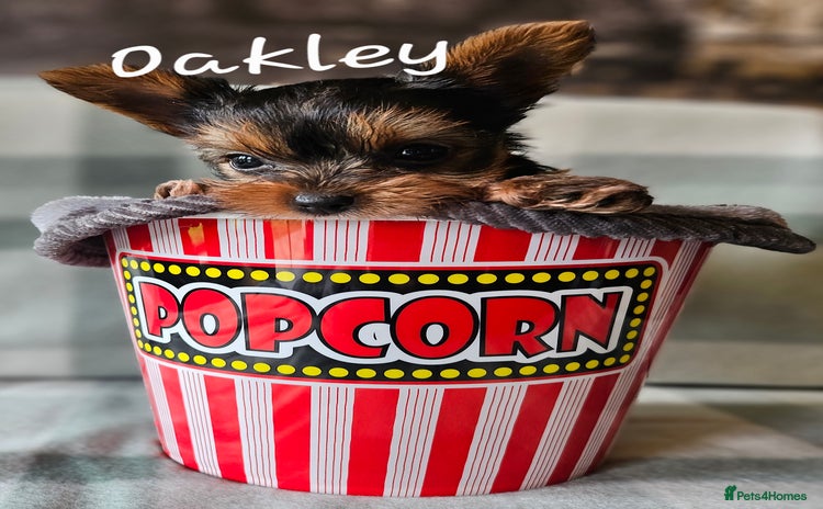 Yorkshire Terrier dogs - Advert 4