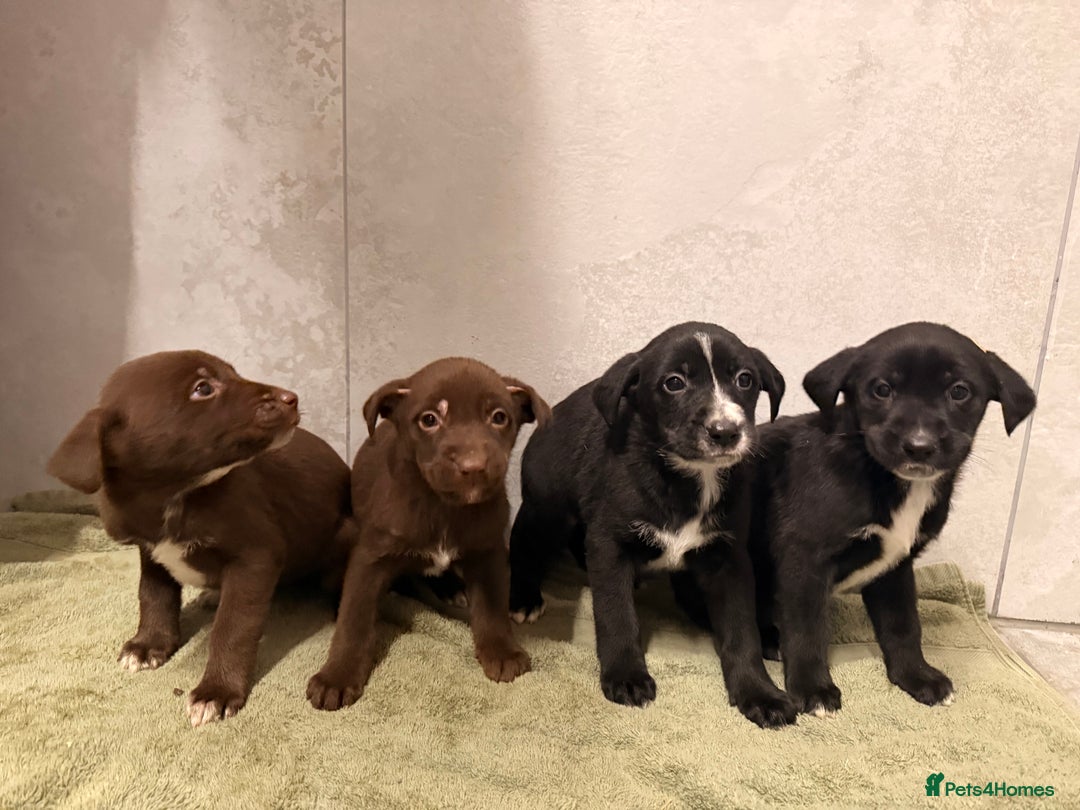 Mixed Breed dogs for sale: SURPRISE SURPRISE  - Advert 15