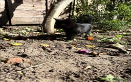 British Shorthair cats for sale: Last 2 kittens - Image 4