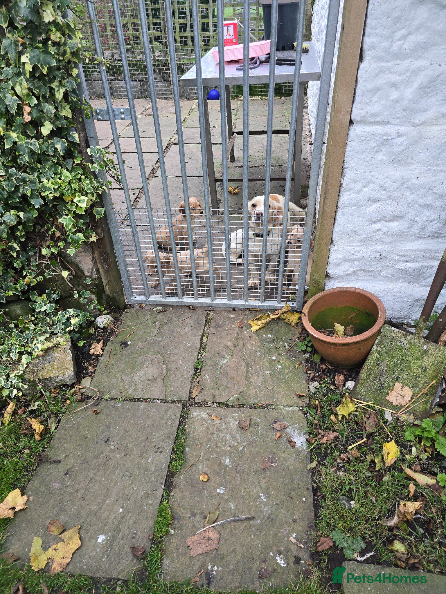 Cocker Spaniel dogs for sale: An intelligent,healthy male working type - Advert 3
