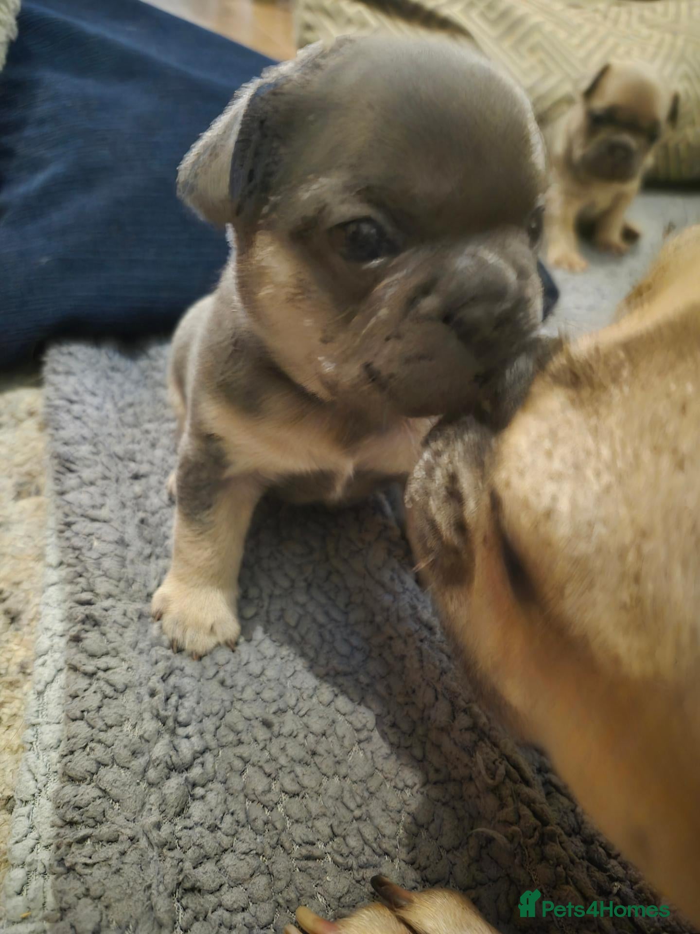 French Bulldog dogs French Bulldog Puppies  - Advert 6