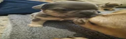 French Bulldog dogs for sale: French Bulldog Puppies  - Advert 3