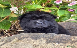 Chow Chow dogs for sale: Chow chow puppies  - Image 26
