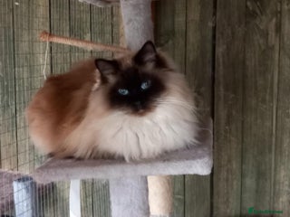 Ragdoll cats Beautiful male Ragdoll - Advert 11