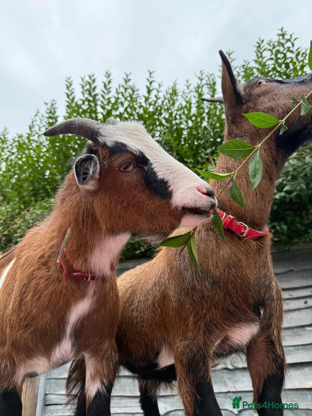 Goats livestock for sale: 2 Pygmy goats - Advert 1