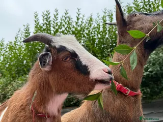 Goats livestock 2 Pygmy goats - Advert 7