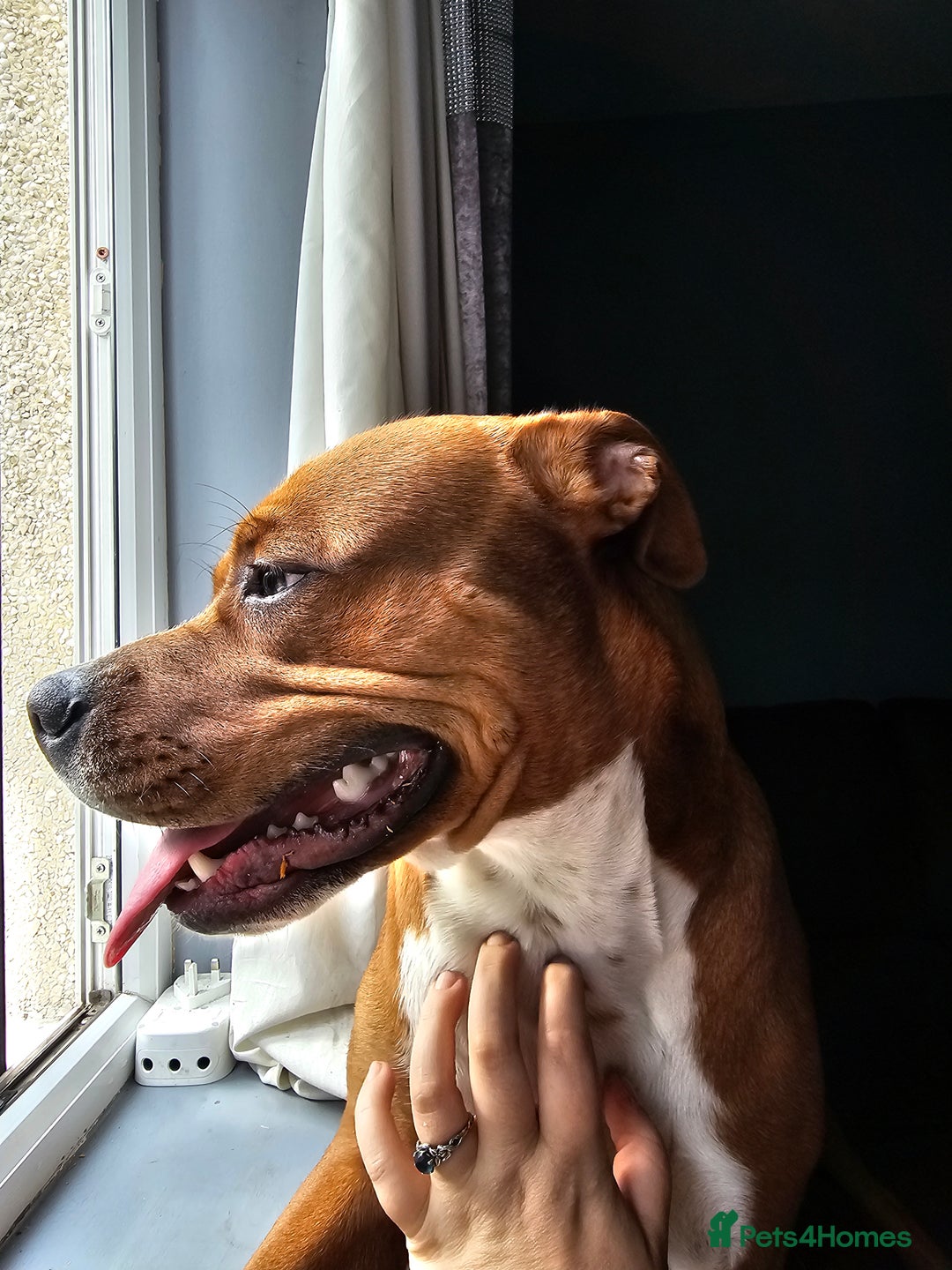 Mixed Breed dogs for sale: Male Staffy  ** tiff x Ridgeback 1 year old - Advert 10