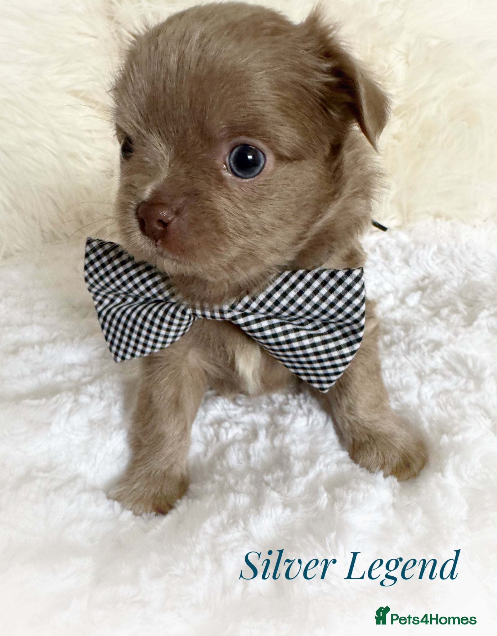 Chihuahua dogs KC chocolate and lilac long coat quality puppies  - Advert 2