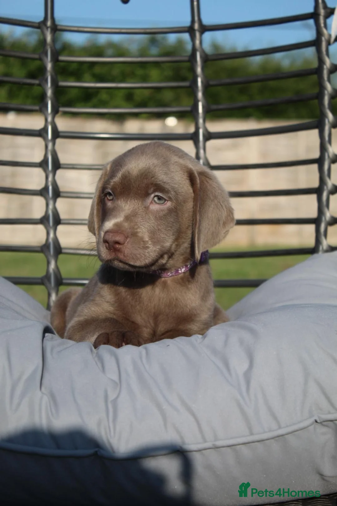 Labrador Retriever dogs for stud: KC REGISTERED LABRADOR STUD  - Advert 15