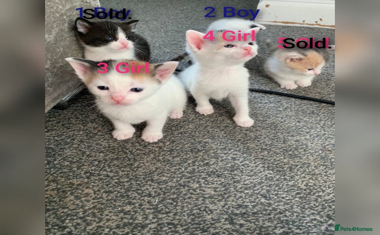 Mixed Breed cats - Advert 7