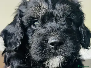 Cockapoo dogs 🐶Cockapoo last girl available🐶 - Advert 3