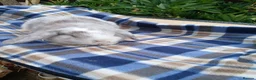 Mini Lop rabbits for sale: Mini plush x mini lop  - Advert 7