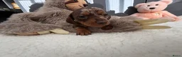 Miniature Dachshund dogs for sale: Miniature dachshund puppy’s  in Bournemouth - Advert 3