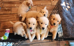 Golden Retriever dogs for sale: Lovable Kc Golden Retriever Puppies Available Now - Image 1