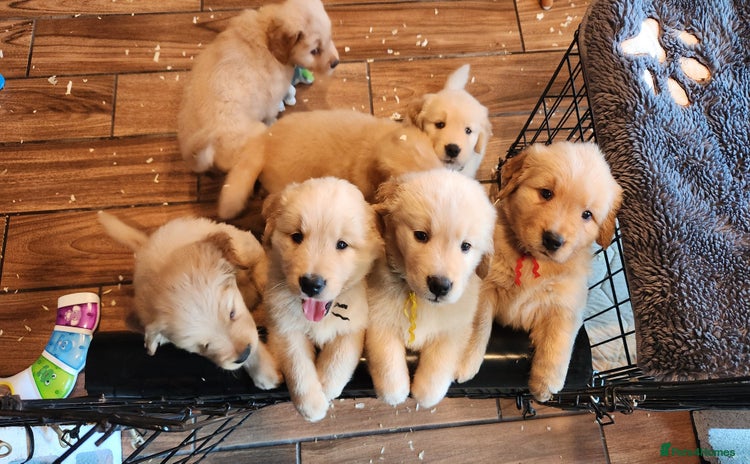 Golden Retriever dogs - Advert 2