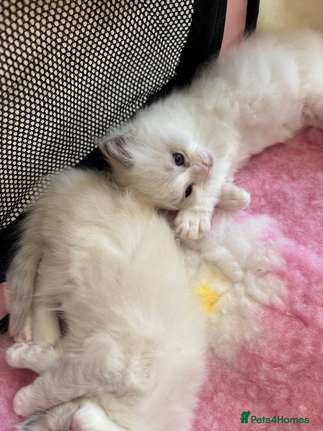 Ragdoll cats for sale: Gorgeous European ragdolls, Tica registered - Image 2