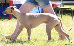 Whippet dogs for sale: Beautiful pure bred pups  - Image 4